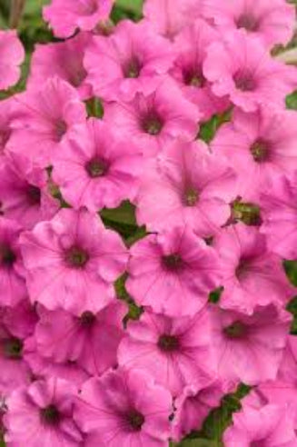 Petunia pink
