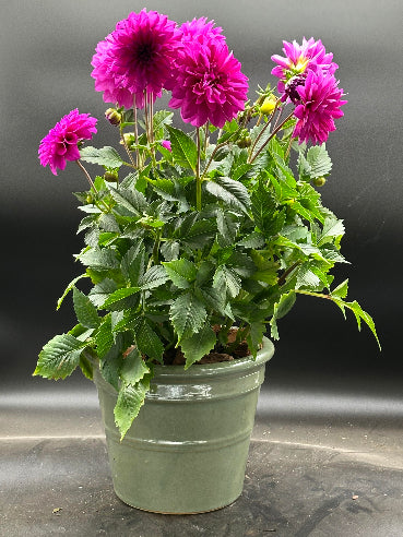 Krukke med pink dahlia