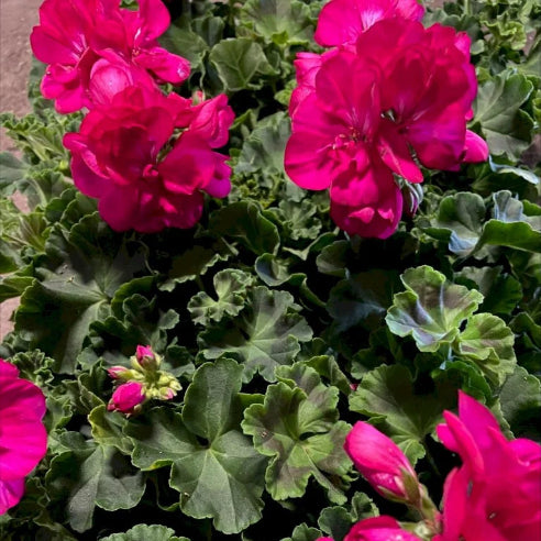 Pelagonium Pink Zonale