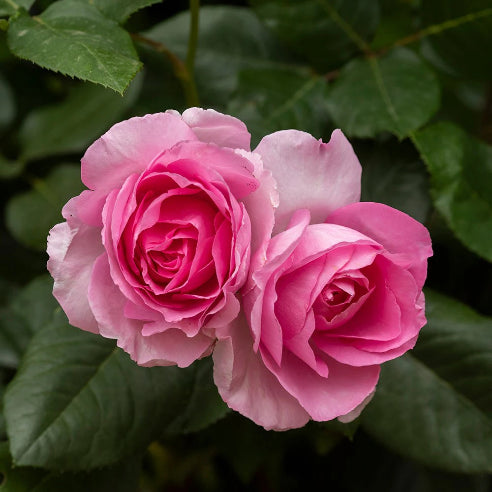 Mum in a million - have duft rose - Lyserød