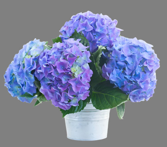 Hortensia Blå