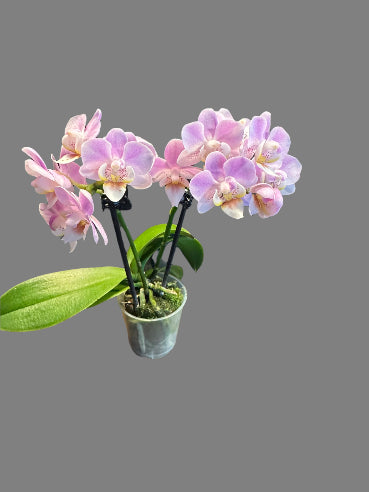 Mini orkide Rosa
