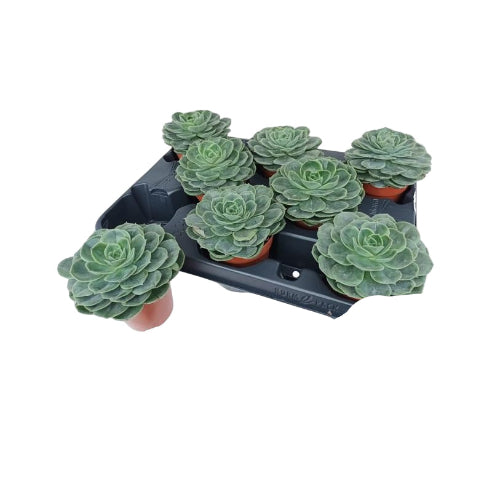 Echeveria Rosetta Taco