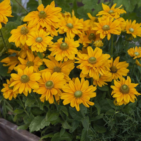 Rudbekia Staude gul
