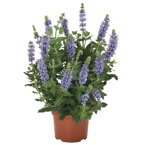 Salvia Blå
