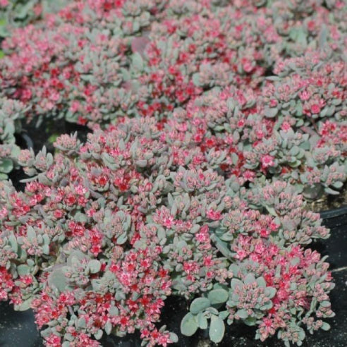 Sedum Cauticola - Blågrøn stenurt