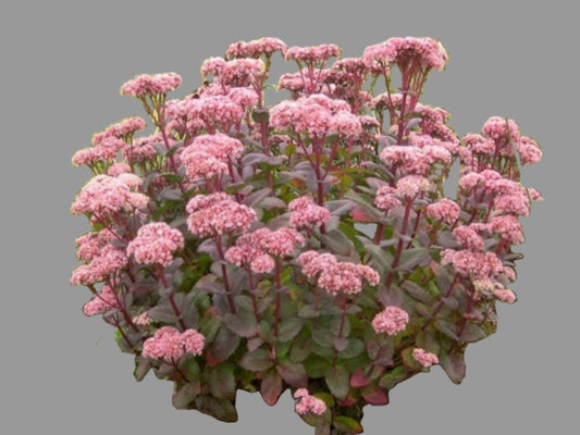 Sedum Telephium