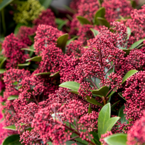 Skimmia Rød