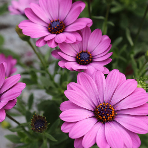 Spansk Margurit Lilla - Osteospermum