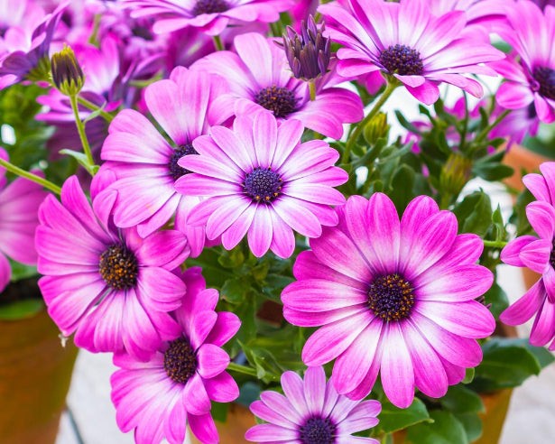 Spansk Margurit Pink - Osteospermum