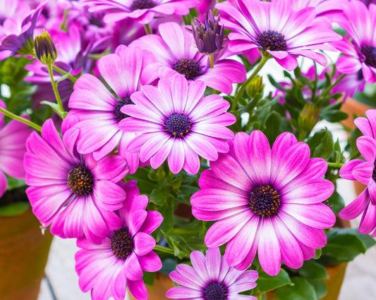 Spansk Margurit Pink - Osteospermum
