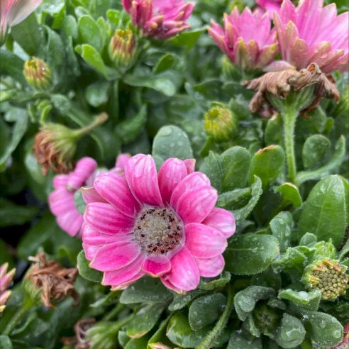 Spansk Margurit Lyserød - Osteospermum