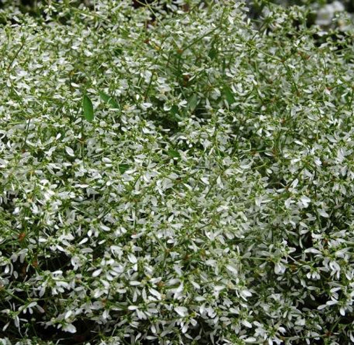 Star Dust White