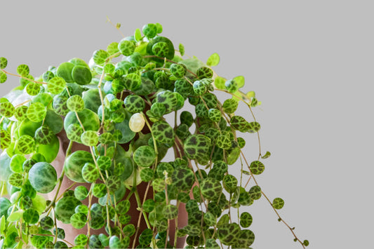 Peperomia - Skildpaddehængende peperomia