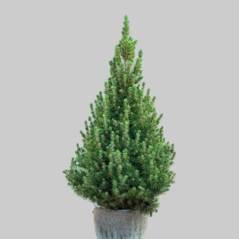 Sukkertop  - Picea Perfecta