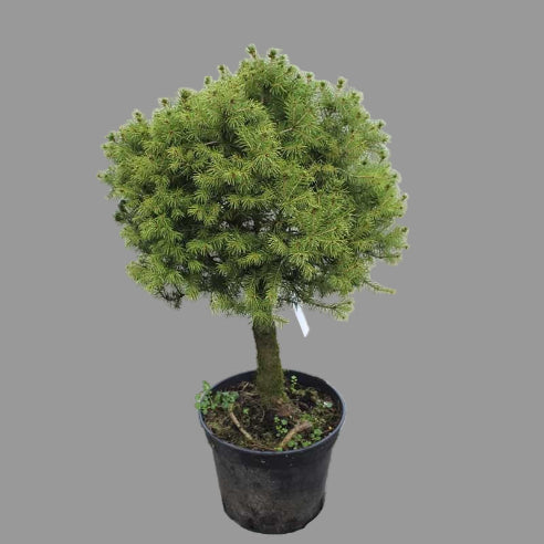 Opstammet blågran 80 cm