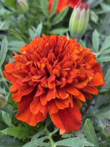 Tagetes brændt orange