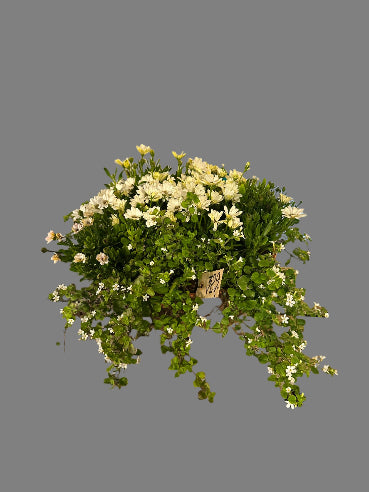 Krukke med sammenplantning