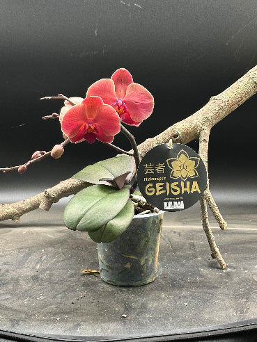 Geisha Orkidé i rust farve