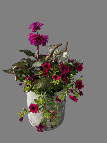 Udendørs sammenplantning