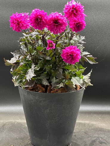 Sort krukke med pink dahlia