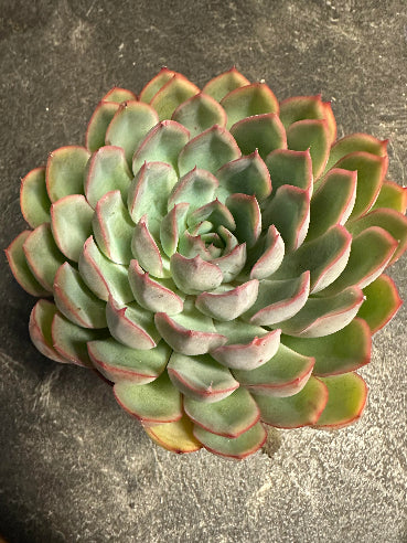 Echeveria Pink Edge 10 cm