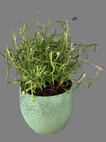 Grøn krukke med lavendel