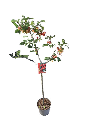 Prydæbletræ Rød - Malus Gorgeous