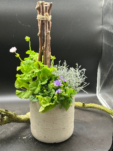 Udendørs sammenplantning