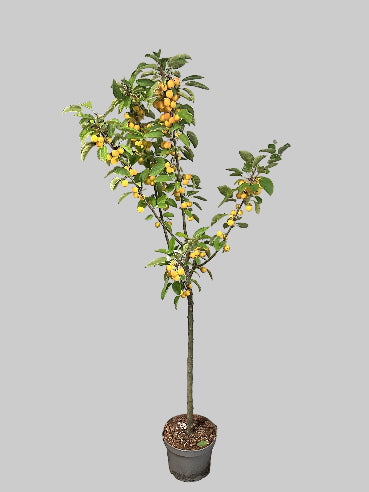 Prydæbletræ Gul - Malus Golden Hornet
