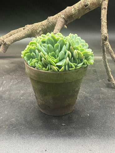 Echeveria