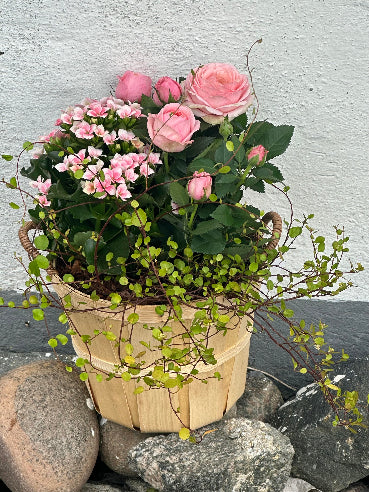 Sammenplantning sensommer