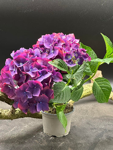 Hortensia Lilla