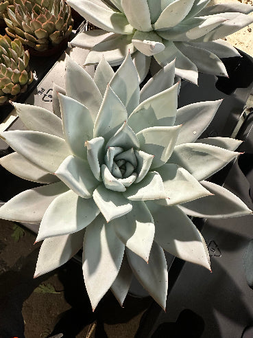 Kæmpe Echeveria 25 cm diameter