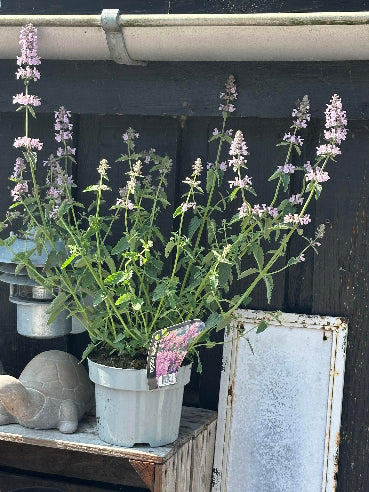 Nepeta Amelia i rosa (katteurt)
