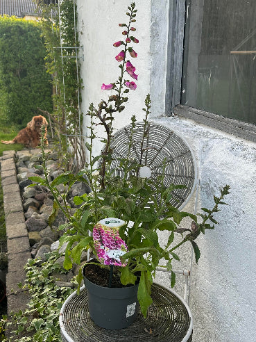 Digitalis Rosa