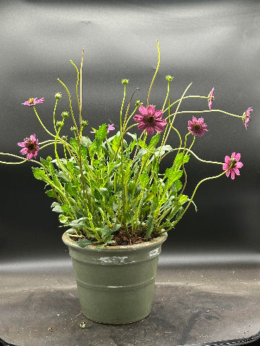 Krukke med rosa chokoladeblomst