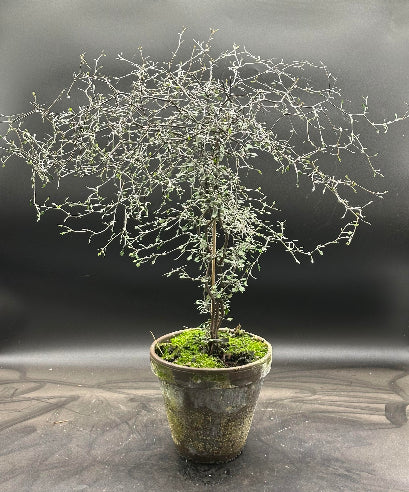 Spøgelsestræ i lerpotte - Corokia