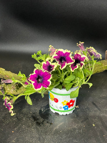 Petunia Lilla med hvid/gul kant