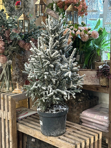 Grantræ med sne (ægte)