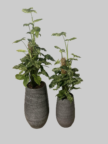 Gulvkrukke med syngonium - 100 cm