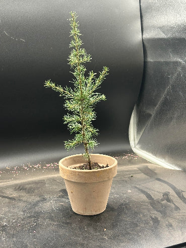 Ceder Atlantica i lerpotte