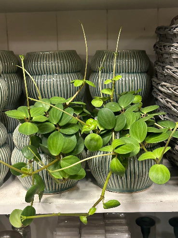 Radiatorplante i smuk skjuler