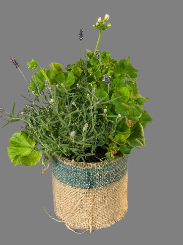 Udendørs sammenplantning