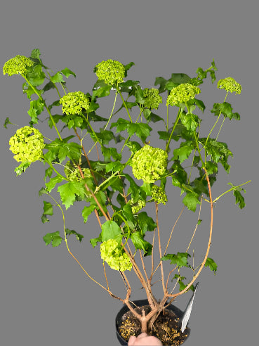 Virburnum busk