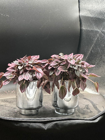 Sølvpotte med rød musehale