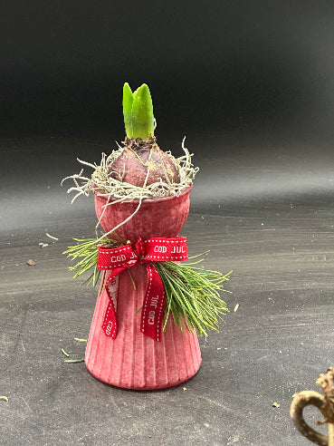 Hyacint i rød vase – pyntet og klar til jul