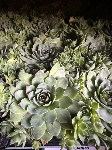 Husløg - Sempervivum