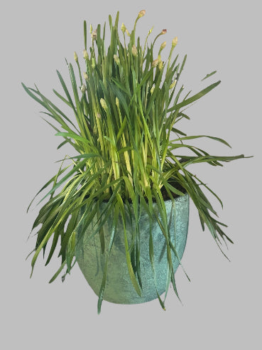 Allium i potte
