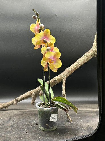 Orkide Gylden/Rosa - 2 grenet